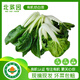 北菜園有機奶白菜250g火鍋涮菜食材【兩個(gè)品種隨機發(fā)貨】有機蔬菜