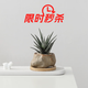 墨一萬重山盆栽紅太陽網(wǎng)紅多肉植物書房室內(nèi)桌面懶人好養(yǎng)綠植花卉盆景 十二卷+海島礁石盆+底托