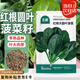 北蔬 大圓葉菠菜種子苗紅根陽(yáng)臺(tái)種春秋蔬菜籽 紅根大圓葉菠菜種子20g