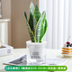 龐貿金邊虎皮蘭盆栽花卉綠植水培植物辦公室內好養易活凈化空氣虎尾蘭 3顆虎皮蘭30-35cm+早安盆+營(yíng)養液