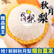 源大圣 GIGREATSAGE正宗山東萊陽(yáng)秋月梨當季新鮮水果整箱梨子現摘產(chǎn)地直發(fā)蜜雪梨禮盒 大果普通裝凈重4.8斤（5-6個(gè)）