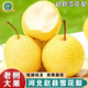 式果禮河北趙縣雪花梨【趙州特產(chǎn)】秋月梨皇冠梨冰糖雪梨香鴨梨新鮮水果 8.5斤 精選大果【單果350g+】