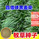 蓿蕾黑麥草種籽子四季多年生牧草種子耐寒畜牧養殖草種喂豬牛羊魚(yú)草 1斤裝：進(jìn)口四倍體黑麥草種子（畝用量15斤）