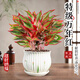 靜黛軒萬(wàn)年紅盆栽大盆室內客廳桌面盆景吉利如意皇后四季好養花卉綠植物 精品萬(wàn)年紅（荷葉花瓣陶瓷盆） 帶盆栽好