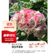 虹越（HONGYUE）天竺葵盆栽苗 洋繡球花苗多年生草本花卉 天陽(yáng)臺窗臺觀(guān)賞花苗 （直立型）銀邊蘋(píng)果碗 12cm簡(jiǎn)易盆
