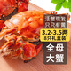 乾澄【活蟹】乾澄大閘蟹現貨 全母蟹3.2-3.5兩 8只 鮮活螃蟹六月黃生鮮海鮮禮盒裝
