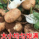 博多客廣西新鮮涼薯9斤時(shí)令蔬菜土地瓜現挖農家當季整箱包郵地薯番薯5斤 5斤小果（單果100-250g）