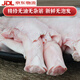 澳丁諾ii新鮮蹄筋生牛筋牛大主筋牛蹄筋生鮮牛肉牛筋10斤商用純筋食品 500g生牛蹄筋