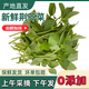荊芥新鮮河南新鮮荊芥菜包郵大葉荊芥菜莖芥菜現撥現發(fā)調味菜 去根新鮮荊芥1.5斤