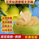 正宗福建度尾文旦柚新鮮現摘紅心蜜柚子薄皮當季現摘孕婦新鮮水果 產(chǎn)地直發(fā)精品老樹(shù)無(wú)洞果 19.7-20斤網(wǎng)袋裝