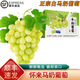 桃西村河北宣化牛奶葡萄【順豐空運】懷來(lái)白馬奶提子美人指葡萄新鮮水果 【馬奶葡萄】4斤 精品果
