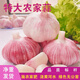 山東大蒜頭3斤5斤小網(wǎng)兜凈蒜新鮮干蒜種子籽紫白皮農家多瓣可種植 1500g（3斤） 5.5-6.0厘米以上干蒜出口級小網(wǎng)兜可種植