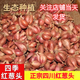 京譽(yù)四季小香蔥紅蔥頭盆栽火蔥四季蔥榨蔥油蔥頭香蔥根苗蔥頭食用本地 1斤裝蔥頭【關(guān)注店鋪送肥料】