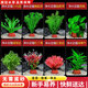 瘋狂水草（FKSC）真水草魚(yú)缸造景套餐凈化水質(zhì)懶人魚(yú)缸水草植物直接入缸蜈蚣草 五彩繽紛組合【適合40-50缸】