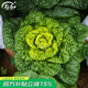 壽禾 黃心菜油菜種子玫瑰烏塌菜白菜菜籽菜子蔬菜秋冬黑菜種籽 黃心烏種子 30g裝
