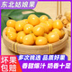 桃西村東北姑娘果【順豐可選】菇?jīng)龉麩艋\果黃菇娘姑鳥小金豆新鮮水果9斤 精選果【單果7-9g】普快