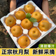 正宗山東煙臺萊陽秋月梨新鮮梨子10斤當季現摘冰糖梨雪梨蜜梨水果 大果凈重4.5斤（4-6個果）