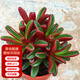 墨一【送貨上門(mén)】多肉植物帶盆大顆多肉植物盆栽組合辦公室內桌面花卉 紅背椒草塑料圓盆 帶盆栽好