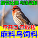 麻料鳥(niǎo)專(zhuān)用糧朱雀開(kāi)口提性靚羽通用型鳥(niǎo)糧金翅芙蓉鳥(niǎo)金青黃巧飼料 400ml 1瓶 【體驗套餐】