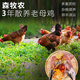 森牧農(nóng)3年散養(yǎng)農(nóng)家老母雞生鮮柴雞肉農(nóng)村現(xiàn)殺走地雞黃油溜達(dá)土雞煲湯雞 3年以上土雞重2.3~2.7斤