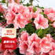 虹越（HONGYUE）安酷杜鵑花大苗多季開(kāi)花 庭院造景花園多年生易養護常綠花卉植物 【中大苗】“云隙陽(yáng)光” 3加侖