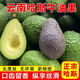 云南新鮮牛油果鱷梨 低脂低卡健康輕食沙拉時(shí)令生鮮水果中秋 大果6粒130g+