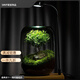 SMVP生命之樹(shù)懶人苔蘚微景觀(guān)辦公室盆栽宿舍植物桌面手工生態(tài)瓶真植物 玻璃造景單瓶（灰空瓶）