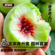 譽(yù)福園青州蜜桃新鮮桃子水果生鮮多汁孕婦蜜脆甜離核脆甜密桃【順豐】 中大果【順豐發(fā)貨】 3斤裝【10-14個(gè)】