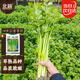 北蔬 小香芹種子種苗農(nóng)家四季盆栽種植青菜籽 四季小香芹種子10g
