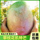 庾豐新鮮大青芒果當(dāng)季新鮮現(xiàn)摘孕婦水果 熱帶整箱應(yīng)季大青皮芒果 5斤裝-凈重4.5斤  單果150g+