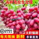 桃西村【順豐速運】四川大涼山克倫生無(wú)籽紅提現摘脆甜新鮮紅提葡萄水果 4.5斤 單果8-10mm 順豐冷鏈