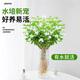臨雅茉莉花水培植物盆栽室內桌面好養帶根綠植花卉1盆7-8株源頭直發(fā)