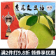 迭果福建仙游度尾文旦柚清甜多汁當季新鮮水果現摘現發(fā)無(wú)孔小柚子 9斤袋裝