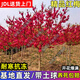 紅梅樹(shù)苗臘梅美人梅綠梅骨里紅濃香耐寒高桿紅綠蠟梅樹(shù)苗盆栽地栽 高桿傲雪紅梅3公分【1.4米高左右】