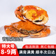 【包活到貨】廣東正宗黃油蟹膏油蟹螃蟹頭手黃油蟹大青蟹海鮮禮盒 膏油黃油蟹1只（5-6兩）