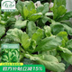 壽禾 小葉茼蒿種子皇帝菜細葉大葉光桿蓬蒿菜菊花壽光秋冬季蔬菜萊籽 濰豐大葉虎耳茼蒿種子40g