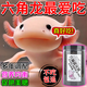 祥月六角恐龍魚(yú)飼料蠑螈飼料專(zhuān)用下沉底棲魚(yú)食清道夫七星魚(yú)通吃魚(yú)糧 買(mǎi)二贈一【發(fā)3瓶】 【250克】魚(yú)不吃包退