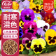 壽禾 三色堇種子苗蝴蝶花景觀(guān)花卉籽 壽藝三色堇混色種子1g約1500粒