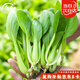 壽禾雞毛菜種子苗小青菜四季家庭蔬菜籽 速翠28雞毛菜種子25g約8000粒