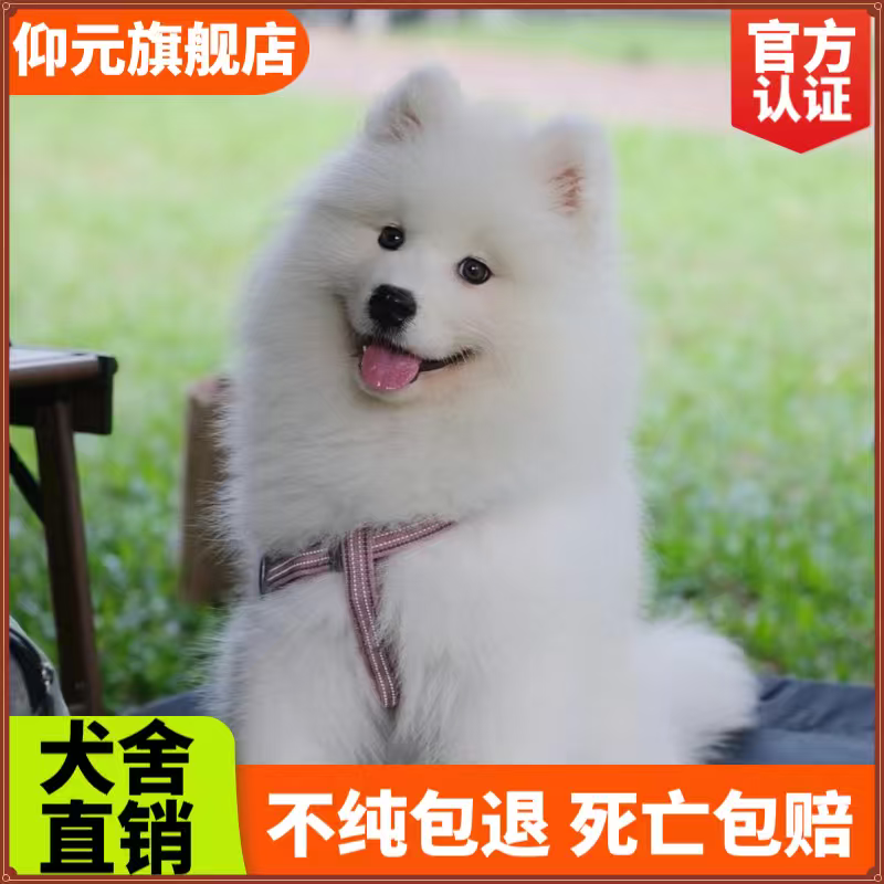 仰元薩摩耶幼犬純種活體微笑天使熊版薩摩大型犬雪橇犬薩摩耶犬寵物狗 血統級 薩摩耶 母