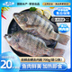 GUO LIAN國聯(lián)水產(chǎn) 三去羅非魚(yú)700g 含2條 去鱗去鰓去內臟 BAP四星生鮮