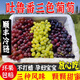 新疆葡萄吐魯番三色葡萄無(wú)核白無(wú)核籽玻璃翠葡萄整箱順豐冷運 4斤