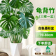 佳妍龜背竹老樁大盆栽?xún)艋諝庵参锵啥待敱尘G植70-80cm 源頭直發(fā)