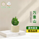 京云夢(mèng)萬(wàn)重山仙人掌小盆栽花卉綠植辦公室內好養多肉植物蛋糕盆源頭直發(fā)