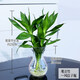 錦楓水培花卉盆栽 辦公室水培綠植花卉盆栽玻璃花盆 觀(guān)音竹 含盆栽好