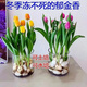 泰西絲郁金香進(jìn)口種球水培花卉 郁金香混色5粒+圓柱瓶+石子+液 源頭直發(fā)