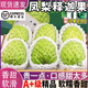 望之語(yǔ)【順豐包郵】 釋迦果牛奶鳳梨新鮮當季水果番荔枝佛頭新鮮水果 精選1斤裝【單果300-450g】順豐快遞