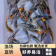 純種德系錦鯉耐活好養金龍銀龍秋翠招財活魚(yú) 德系混合錦鯉（無(wú)磷）8-10cm 2條