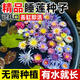 煦凜德國(guó)睡蓮種子四季開花魚缸水培植物帶花苞碗蓮花種籽無土水培睡蓮精品睡蓮種子5顆已開口【顏色隨機(jī)】