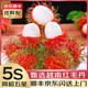 優(yōu)味集進口紅毛丹【JD順豐速發(fā)】越南毛荔枝甜紅牡丹新鮮水果整箱送禮 900g凈重裝（顆顆精選） 商超級金果